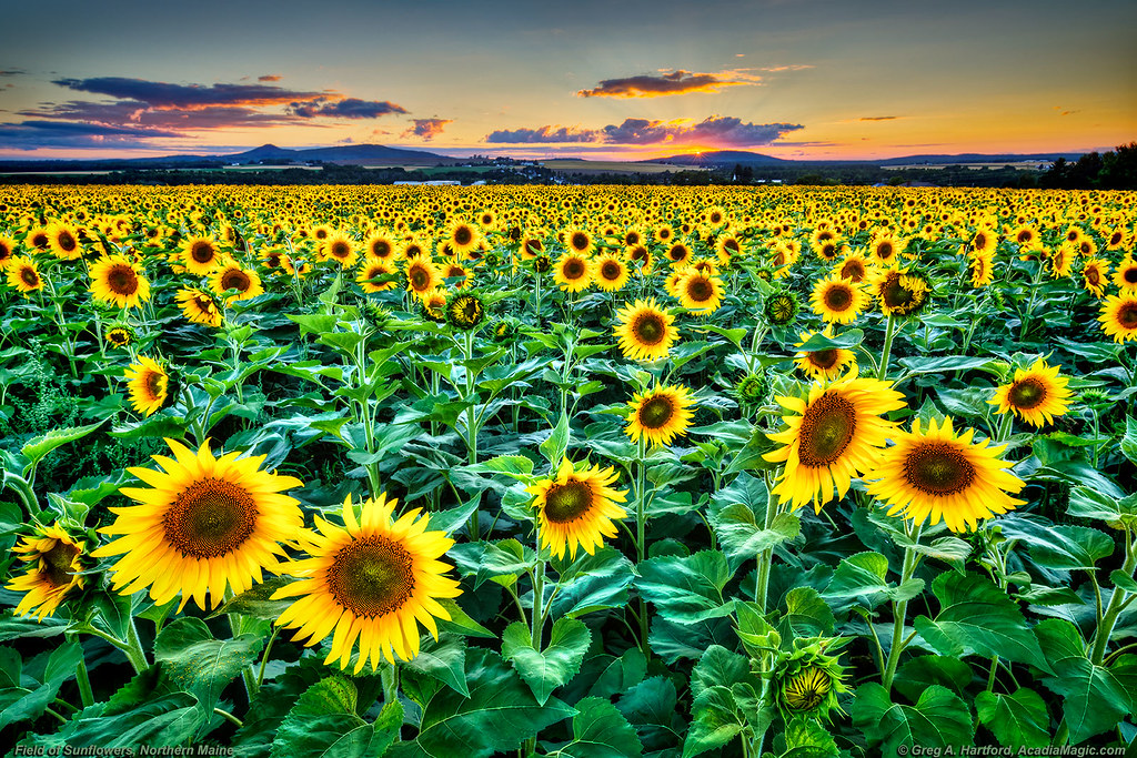 Field of Sunflowers, Maine Here is another field of sunflo… Flickr