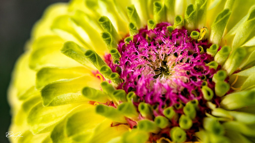 Flower The Dowling Community Garden Minneapolis MN Bobby John Flickr