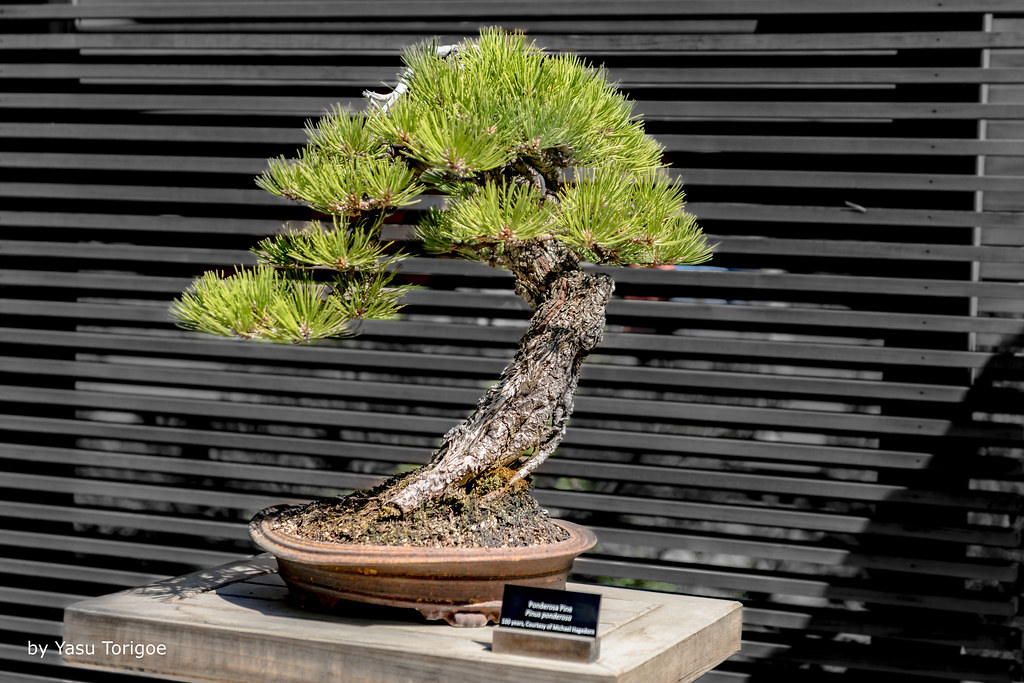 Portland Japanese Garden, Portland OR USA13 Bonsai is a J… Flickr