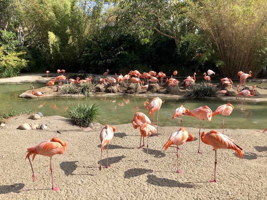 San Diego Zoo, San Diego, CA Adam Reeder Flickr