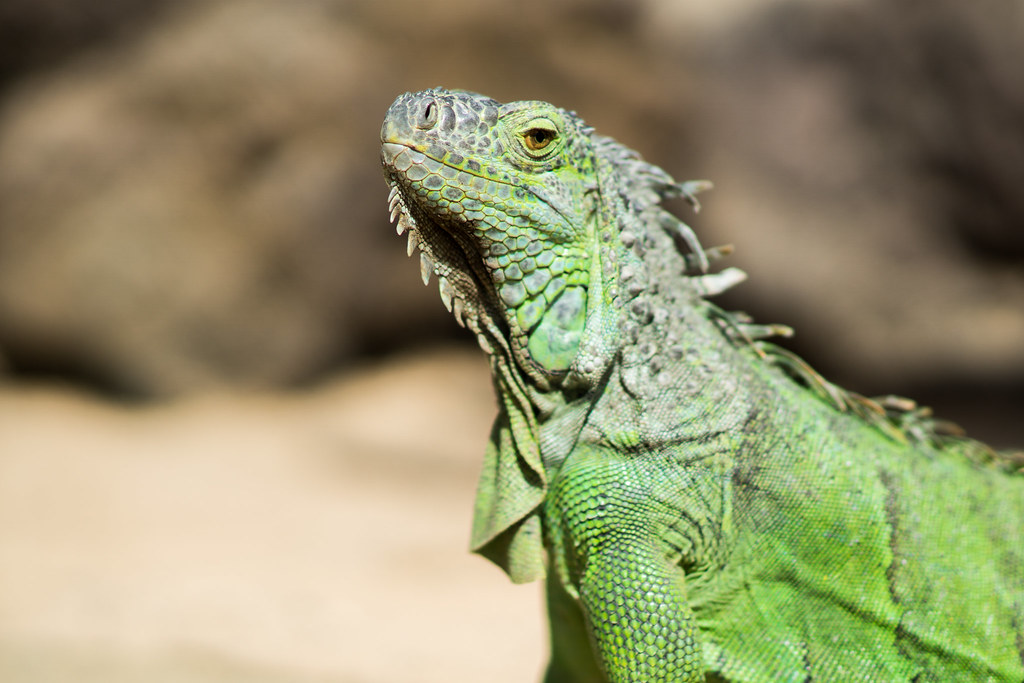 Iguana Posing iguana in the Oasis Park on Fuerteventura. "… Flickr