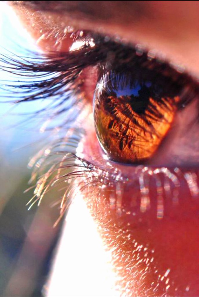 Brown eyes in sunlight Ata Deniz Flickr