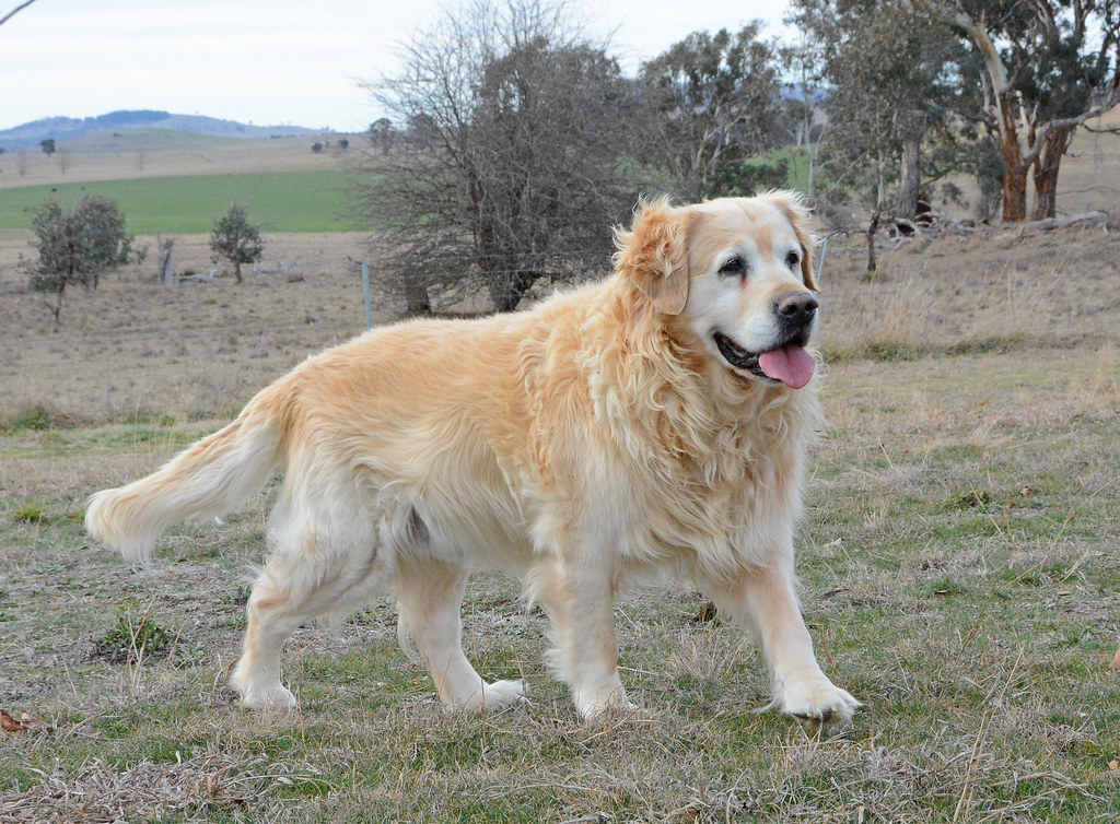 Rescue Golden Retriever Moses DSC_6100 Rescue goldie Moses… Flickr