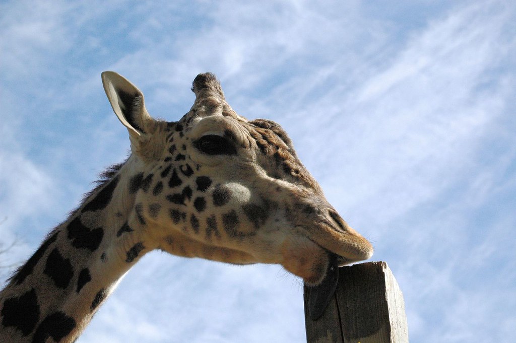 368 Giraffe Licking Stock Photos dreamstime.com