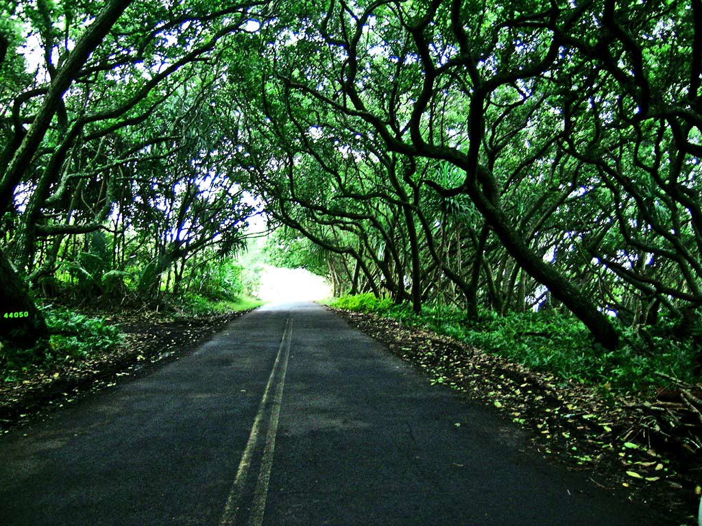 Tree Tunnels along KalapanaKapoho Road. Just one of the m… Flickr