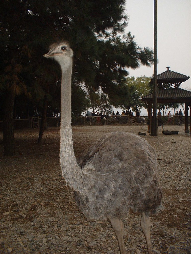 An ostrich on....Ostrich Island Debs_E Flickr