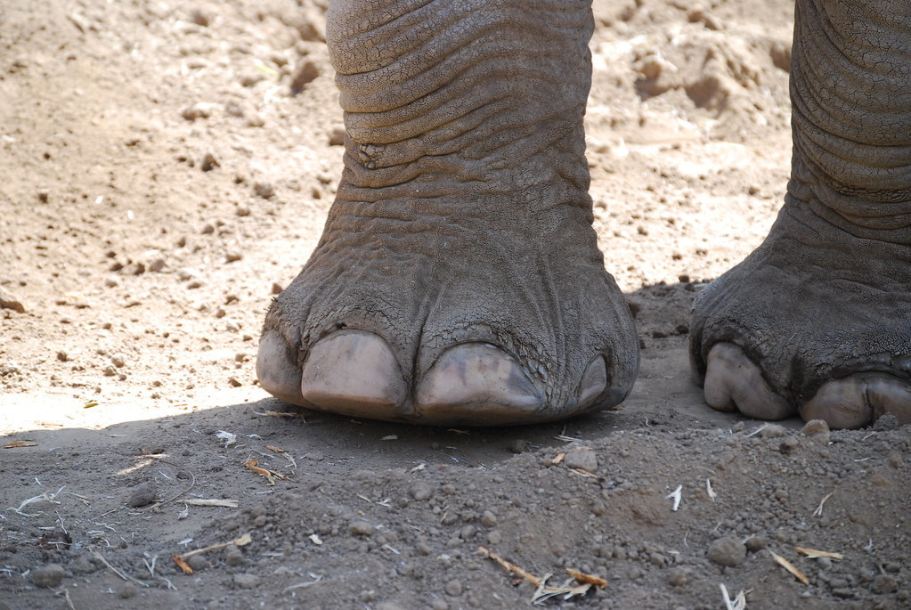 Elephant Feet The front feet of an elephant at the San Die… Flickr
