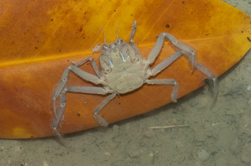 Flickriver Photoset 'crustacea crabs' by wildsingapore