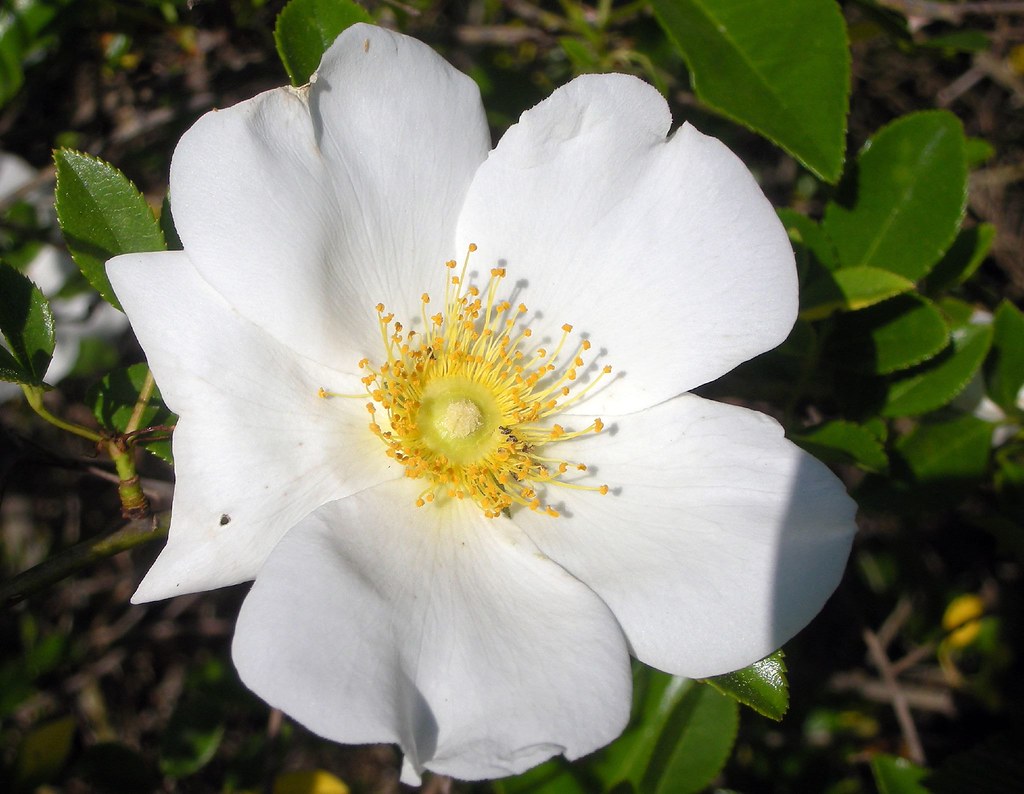 State Flower of Cherokee Rose a photo on Flickriver