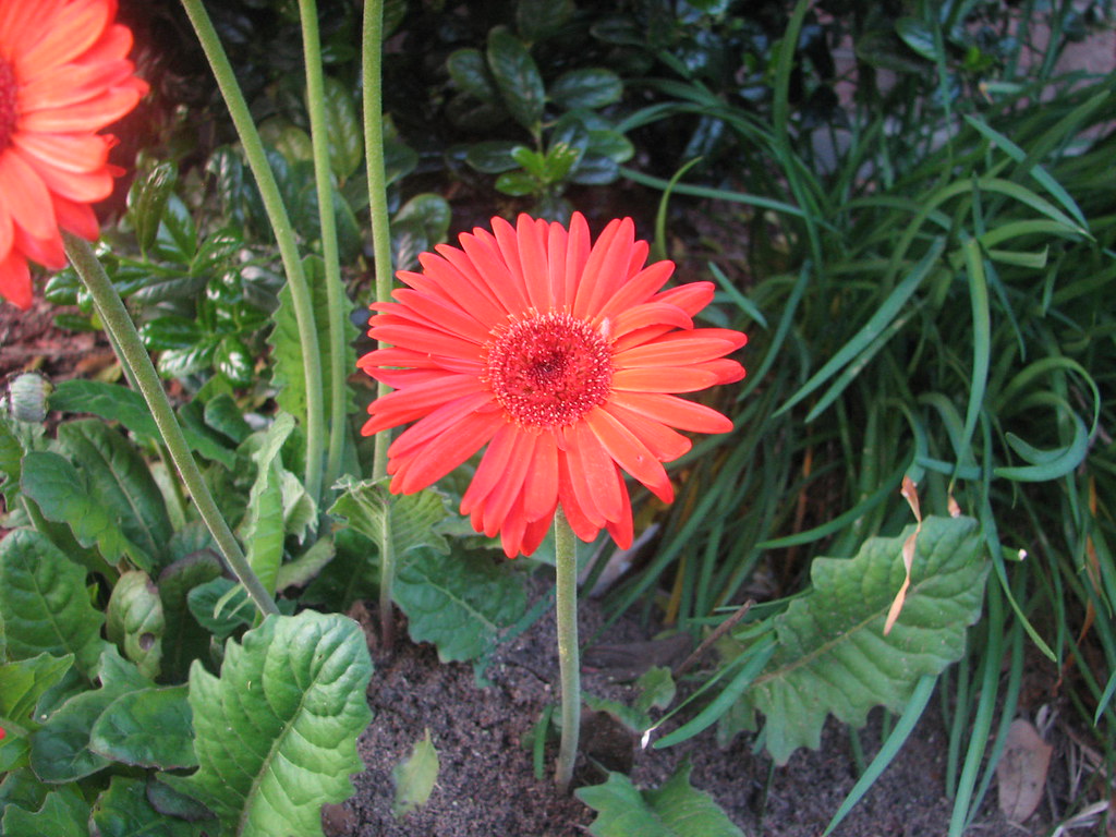 Spring Flowers These flowers grow every year in my front y