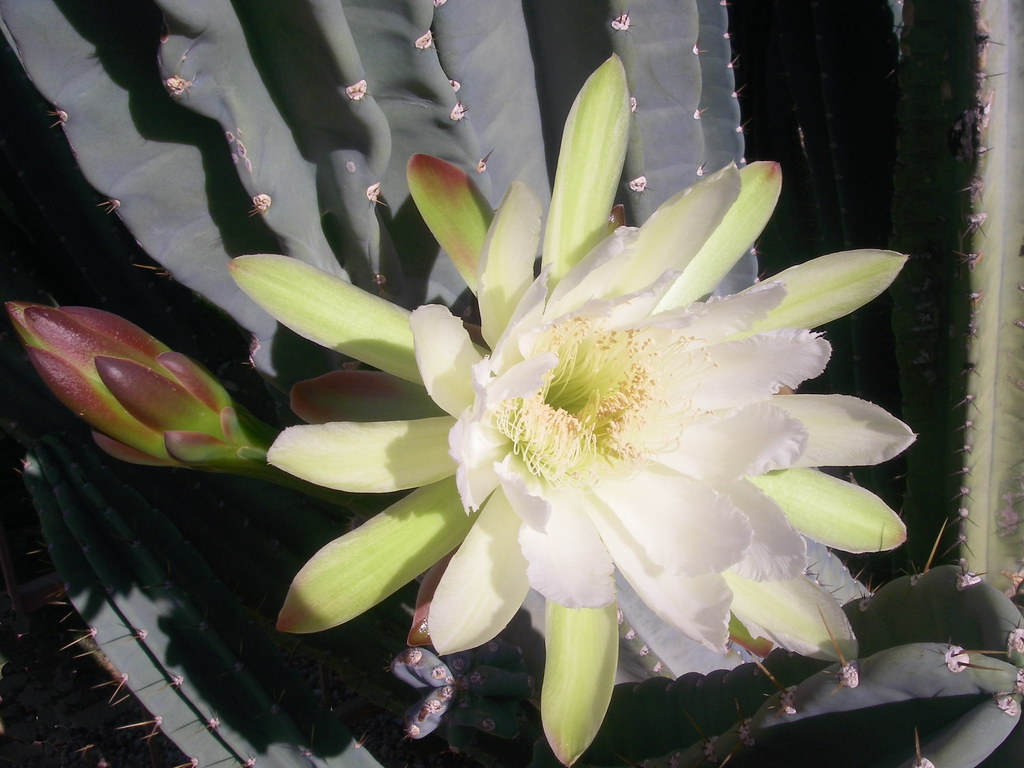 Cactus Flower & bud Cactus flower near my house. One bloom… Flickr