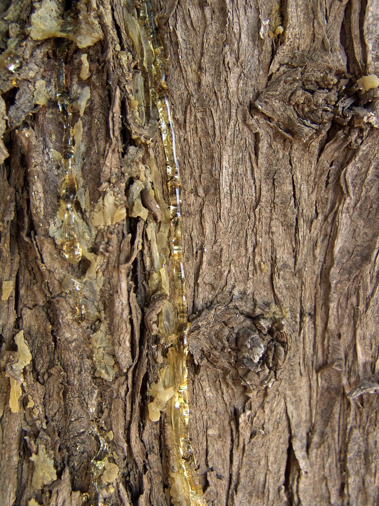 Bleeding Tree This cypress tree is bleeding resin! Dimitris