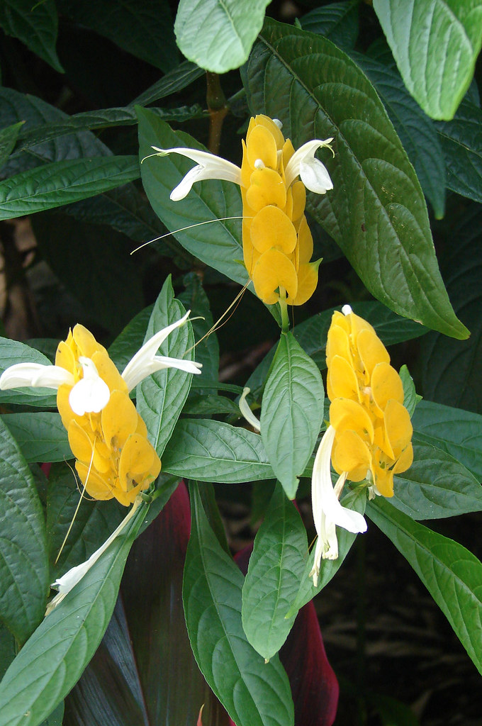 Golden Candles. Pachystachys lutea Tropical shrub of Acant… Flickr