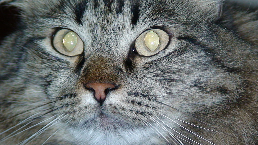 Kitty close up of my cat, Ze Frank style. With the widescr… Flickr