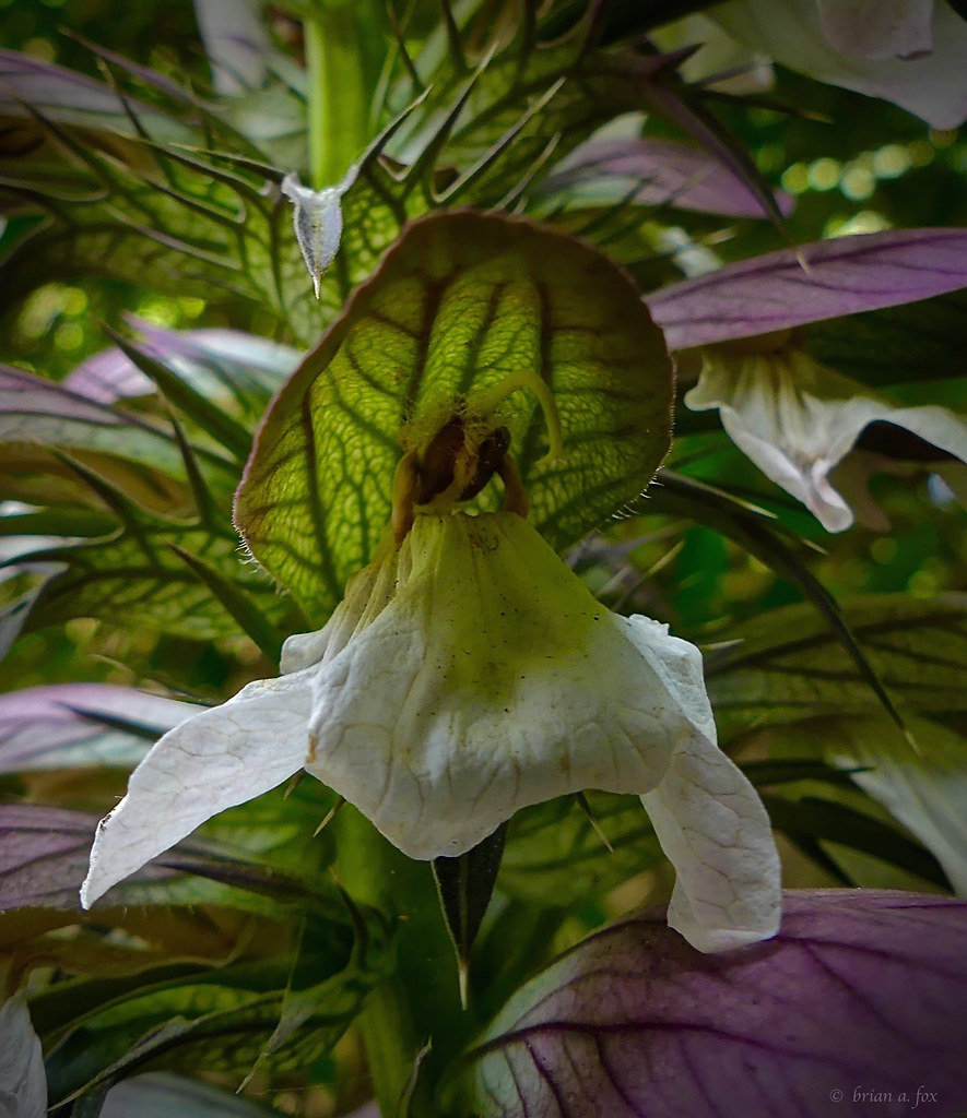Mystery Flower Saw this plant in Tsawwassen, B.C. Looks so… Flickr