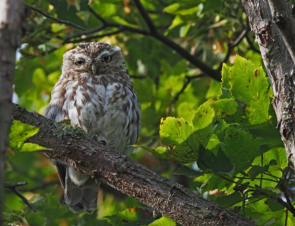 Little Owl....Yorkshire OLYMPUS DIGITAL CAMERA Flickr