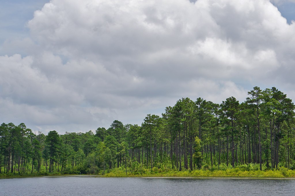 scene Lake Cameron Sandhills Game Lands ncwetlands KG (11)… Flickr