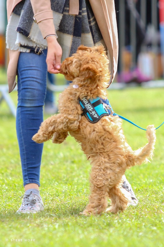 Barton Cruftz 2018, Barton upon Humber SteveH1972 Flickr