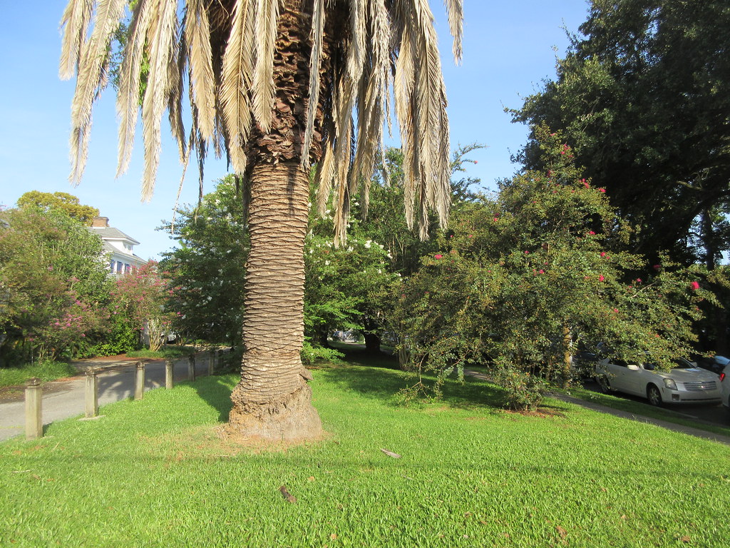 State Street, New Orleans Gilmore Park, Uptown New Orleans… Flickr