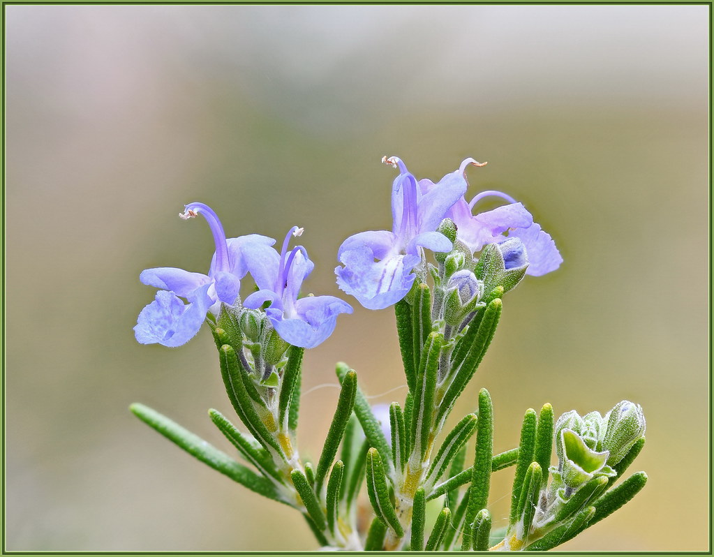 Summer Rosemary Tiny purple flowers, smells so nice! 30 im… Flickr