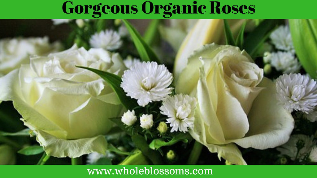 Grab the Graceful Organic Roses at the Effective Prices Flickr