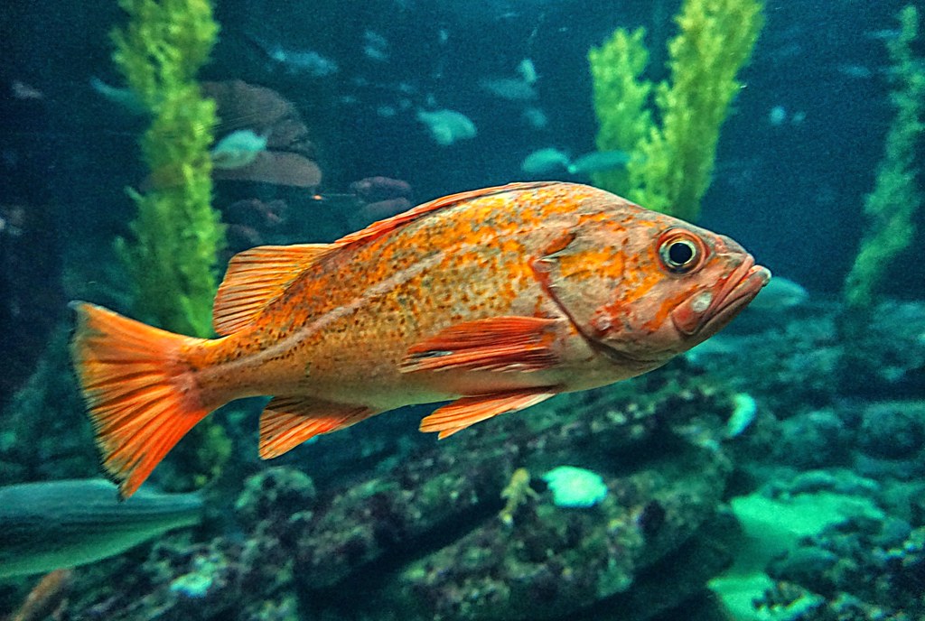 Orange fish, Monterey Bay Aquarium, Aug. 8, 2018 Jim Peipert Flickr