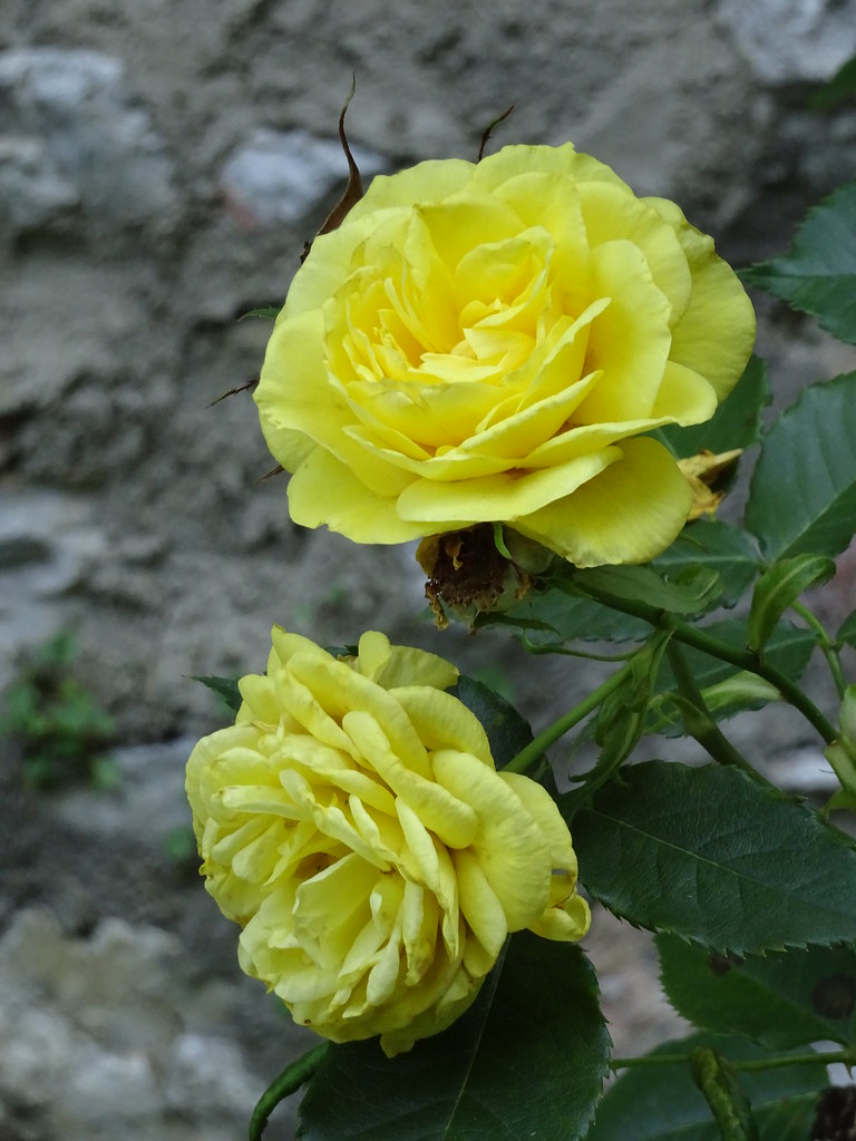 Rose Dr. HansGünter Wagner Flickr