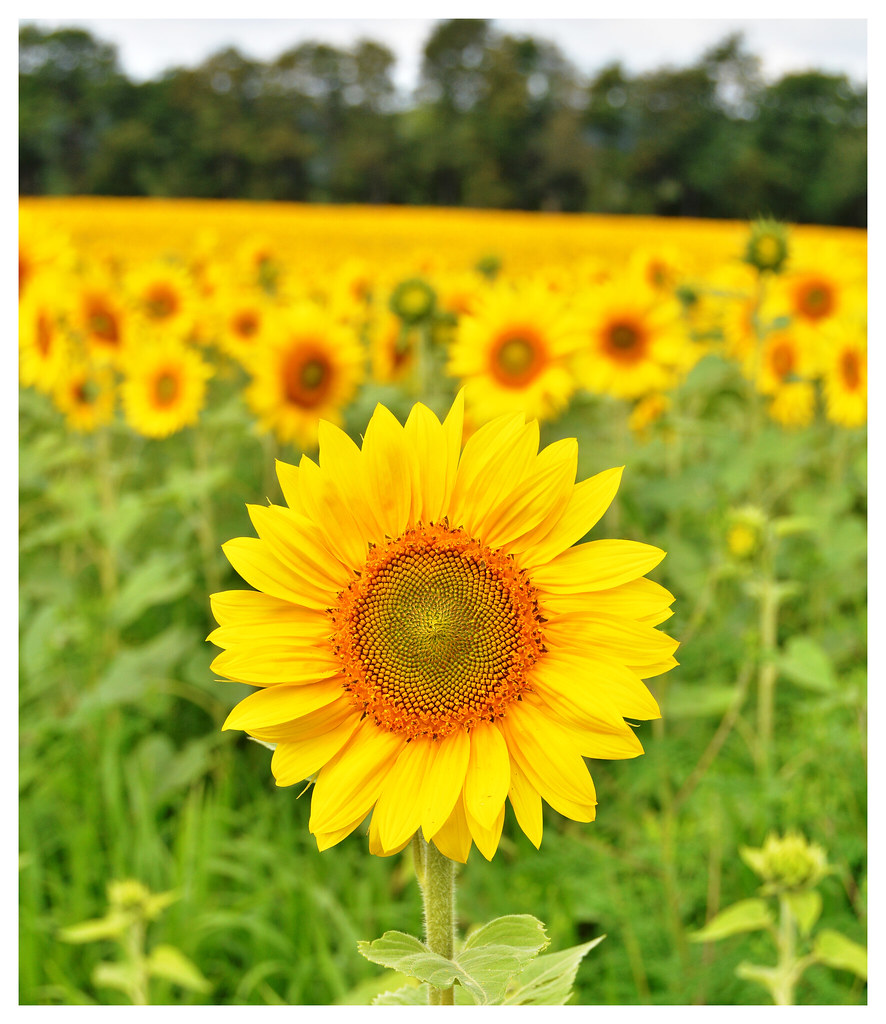 Front and Center. Sunflower Field. Kane, PA Bob Chesarek Flickr