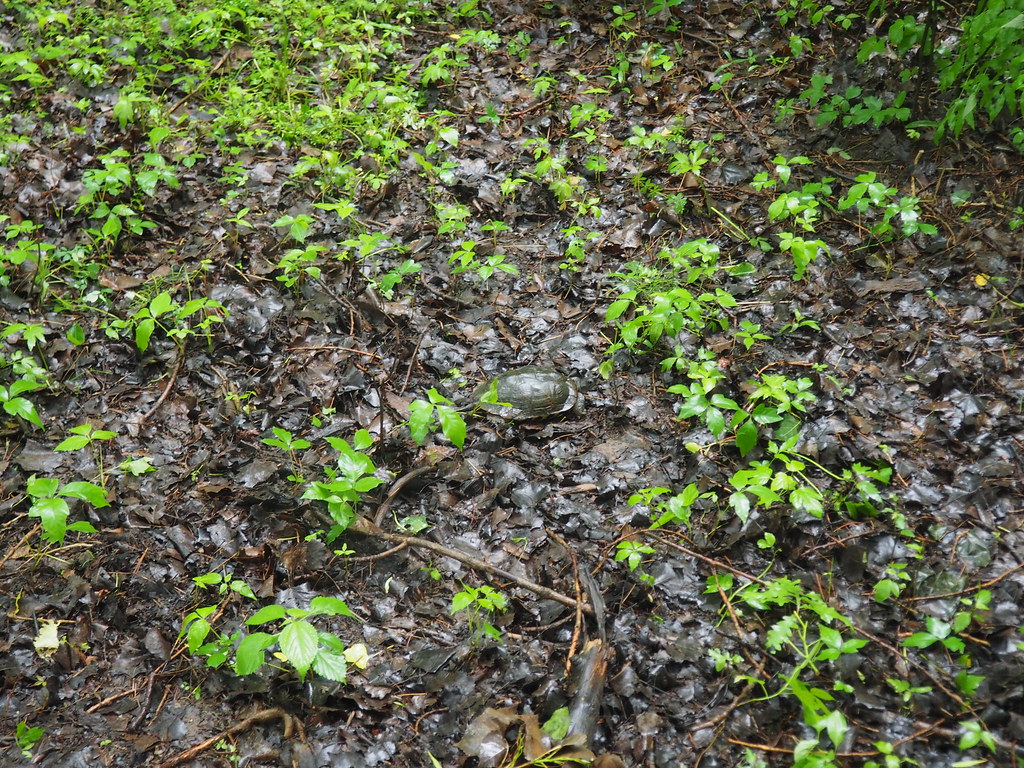 Wood Turtle Upper Lake Michigan, WI richardlafleur Flickr