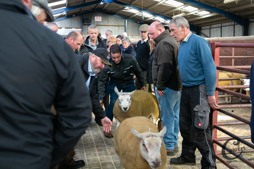 11sept18 RamSale46 Barnard Castle Auction Mart Flickr