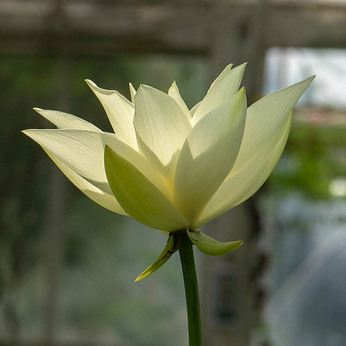 White Lotus Flower Sarah Anne Mac Flickr