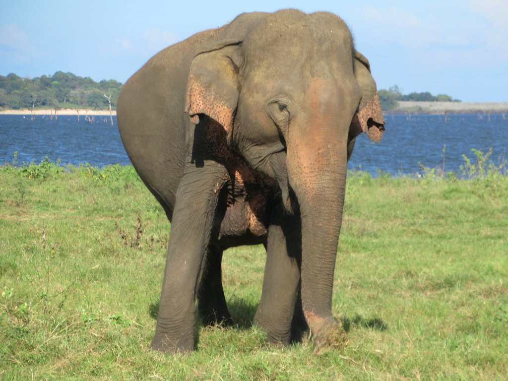 Pregnant Elephant This pregnant female elephant at Kaudull… Flickr