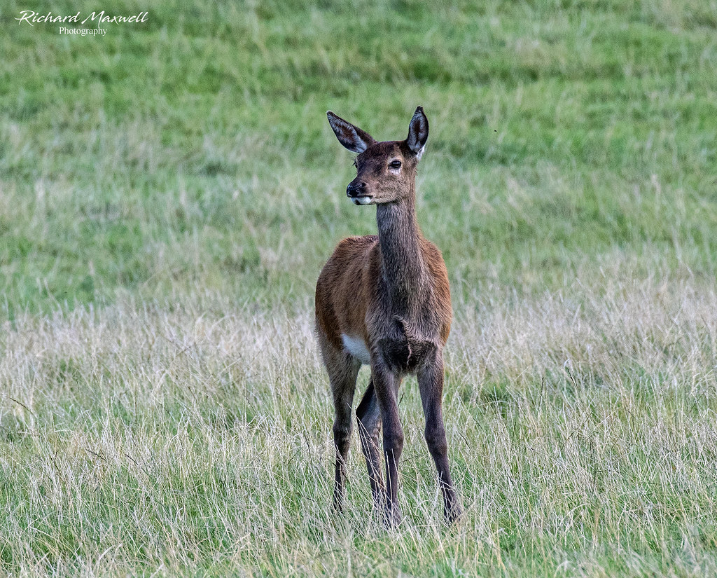 IMG_9831 Juvenile Red Deer Richard Maxwell Flickr