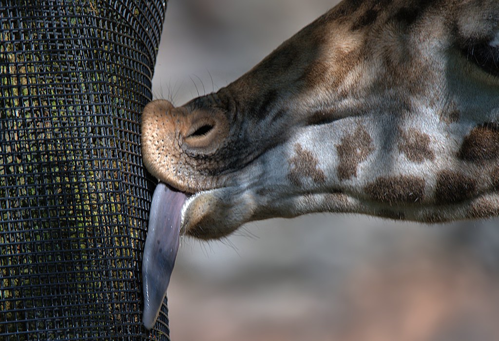 A GIRAFFE'S TONGUE CAN CLEAN ITS OWN EARS YouTube