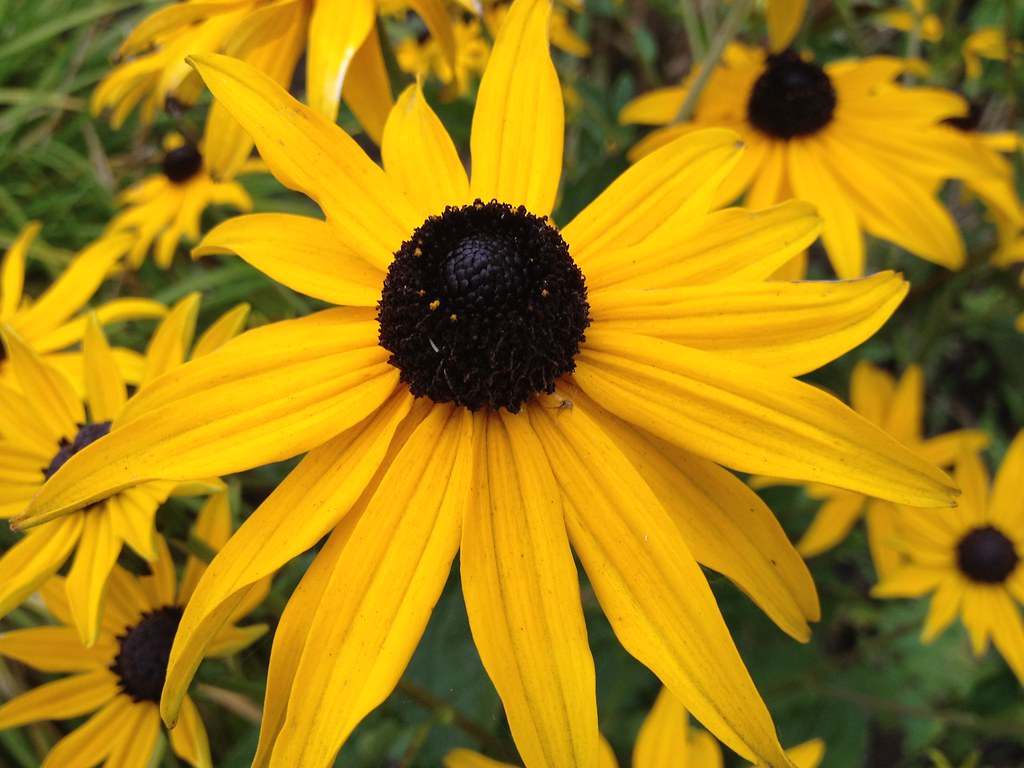 Autumn Flowers Canada Gardening Happy Thursday Flower Flic… Flickr