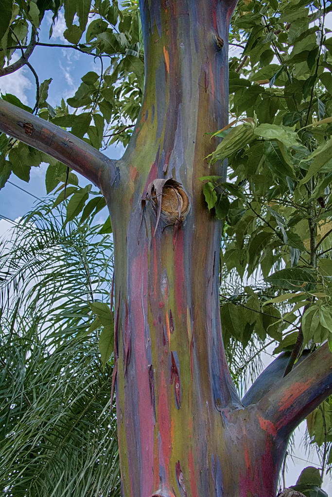 Rainbow Eucalyptus (Eucalyptus deglupta) We returned to "R… Flickr