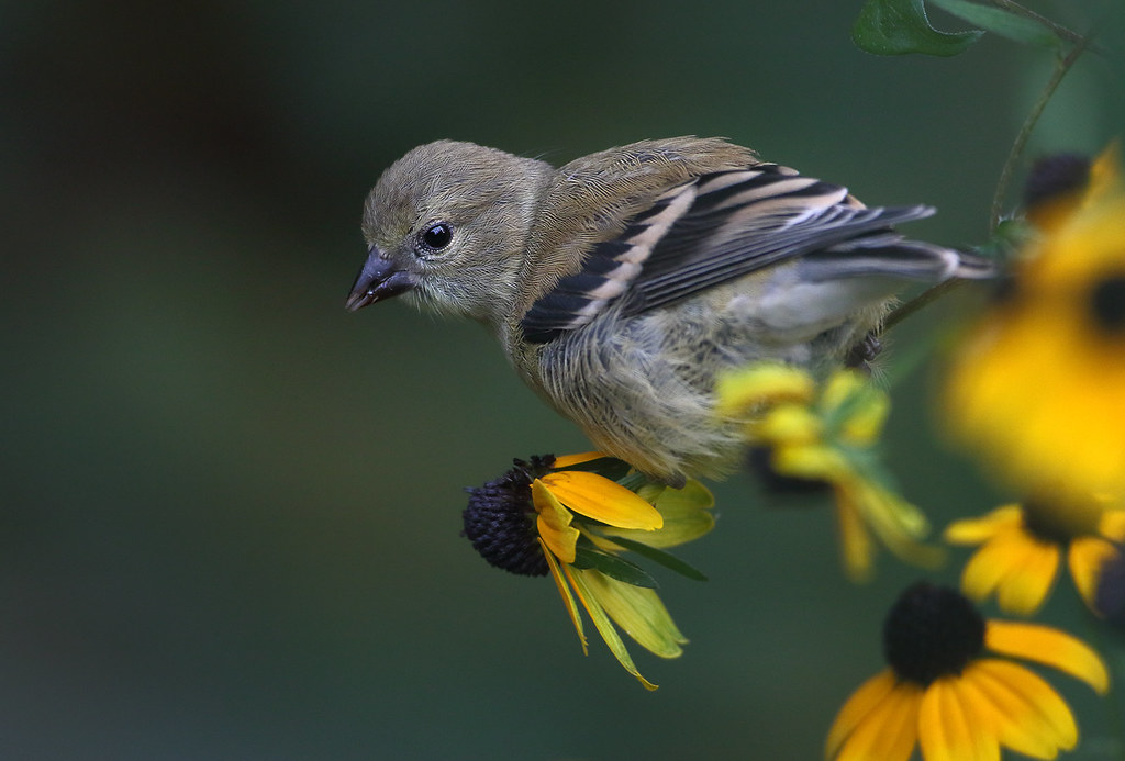 Raiding The Rudbeckia A young American Goldfinch eating Ru… Flickr