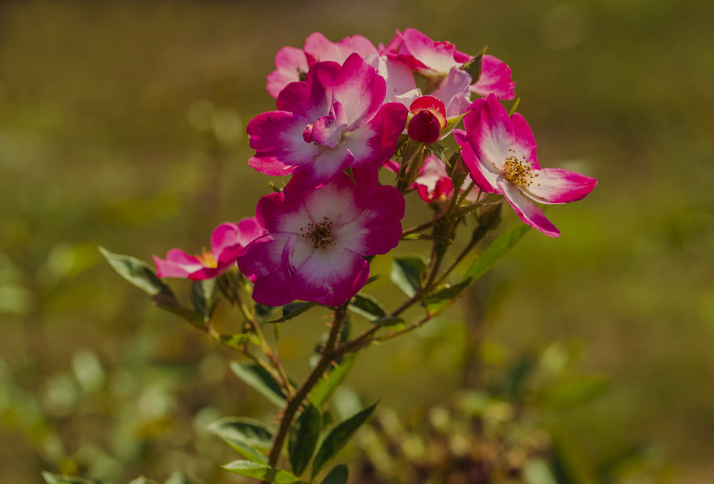 Flowers. jean ost Flickr