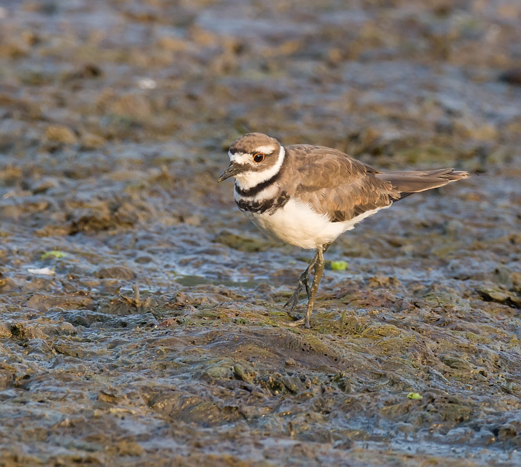 Killdeer on mudflats Washington Pa jimbobphoto Flickr