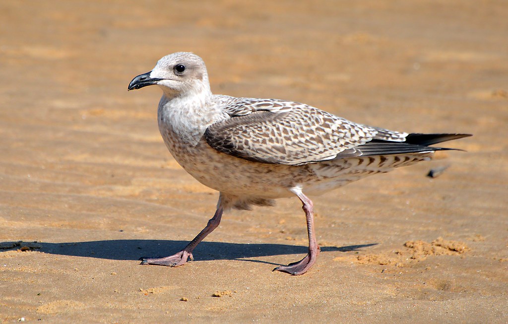 Herring gull Male firstwinter plumage Waltononthenaze … Flickr