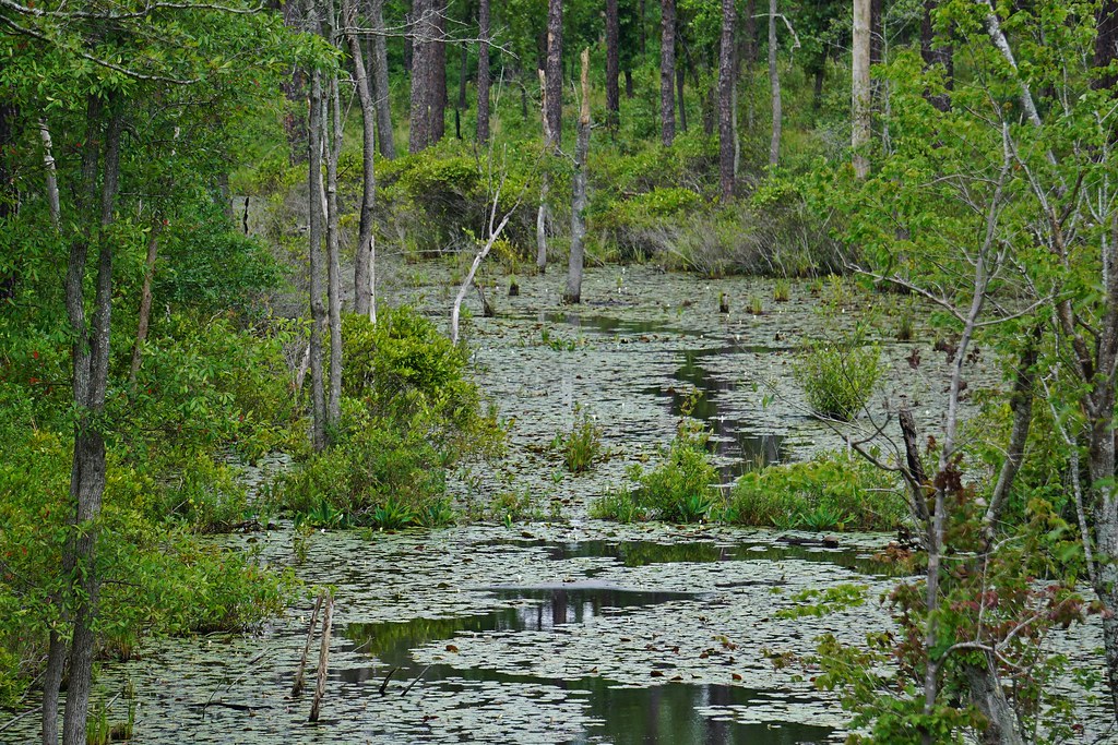 scene stream wetland Sandhills Game Lands ncwetlands KG (6… Flickr