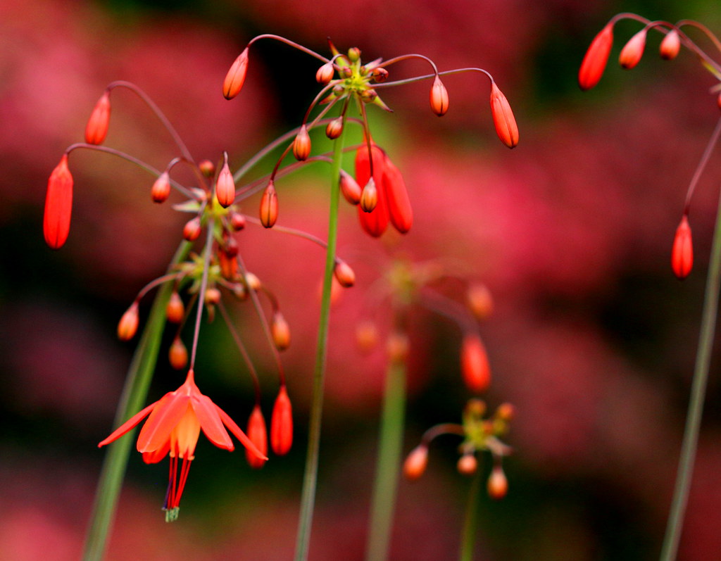 Dangling On A String A beautiful delicate looking flower j… Flickr