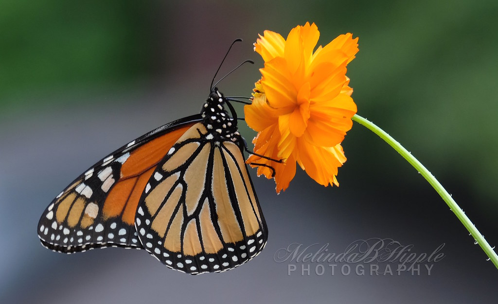 Monarch Downtown Baldwin City, KS Melinda Hipple Flickr