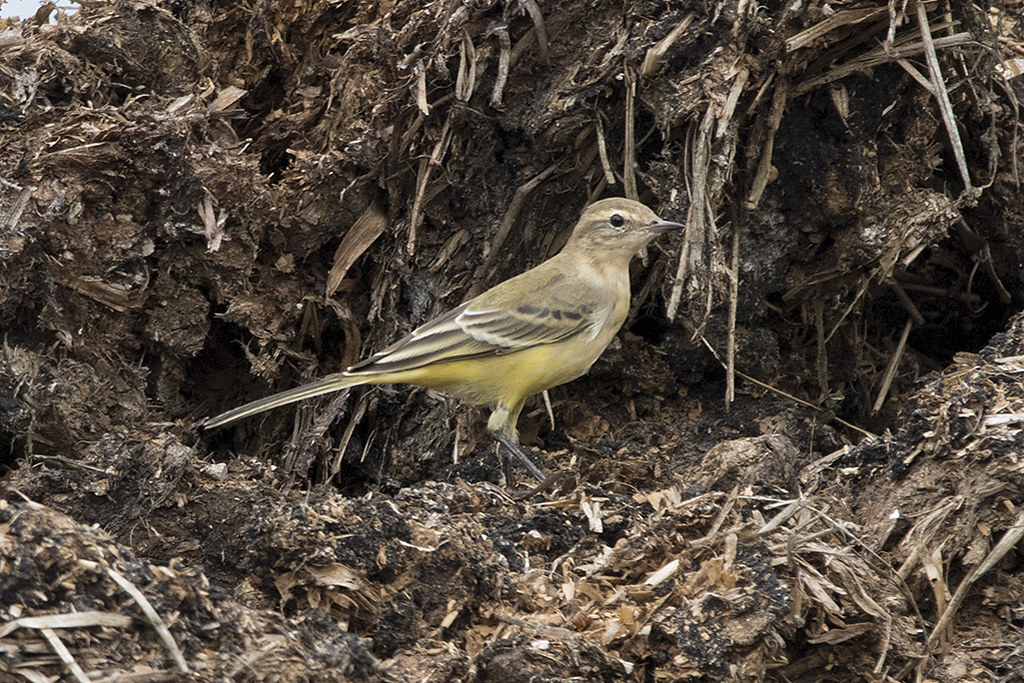 f yellow wagtail astley moss Michael Travers Flickr