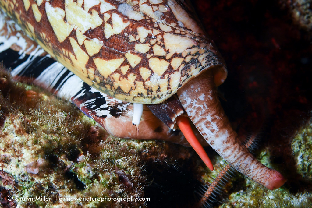 The deadliest cone shells of the world Princely cone shell… Flickr