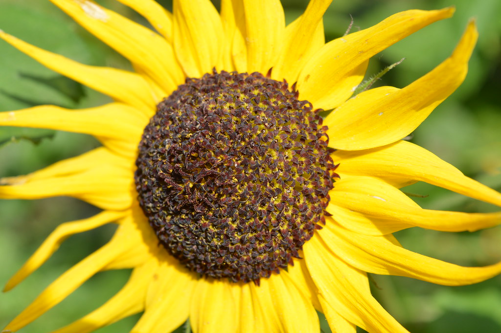 Sunflower JanCor Jacobs Flickr