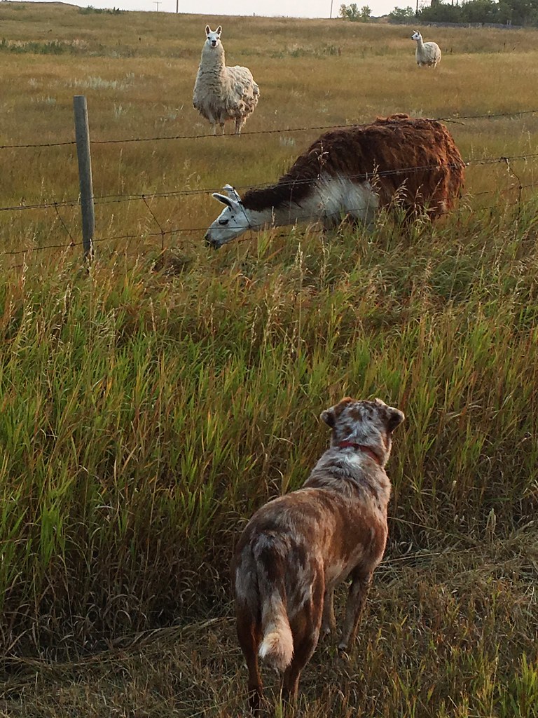 Three Llamas vs One Dog Three Llamas vs One Dog Flickr