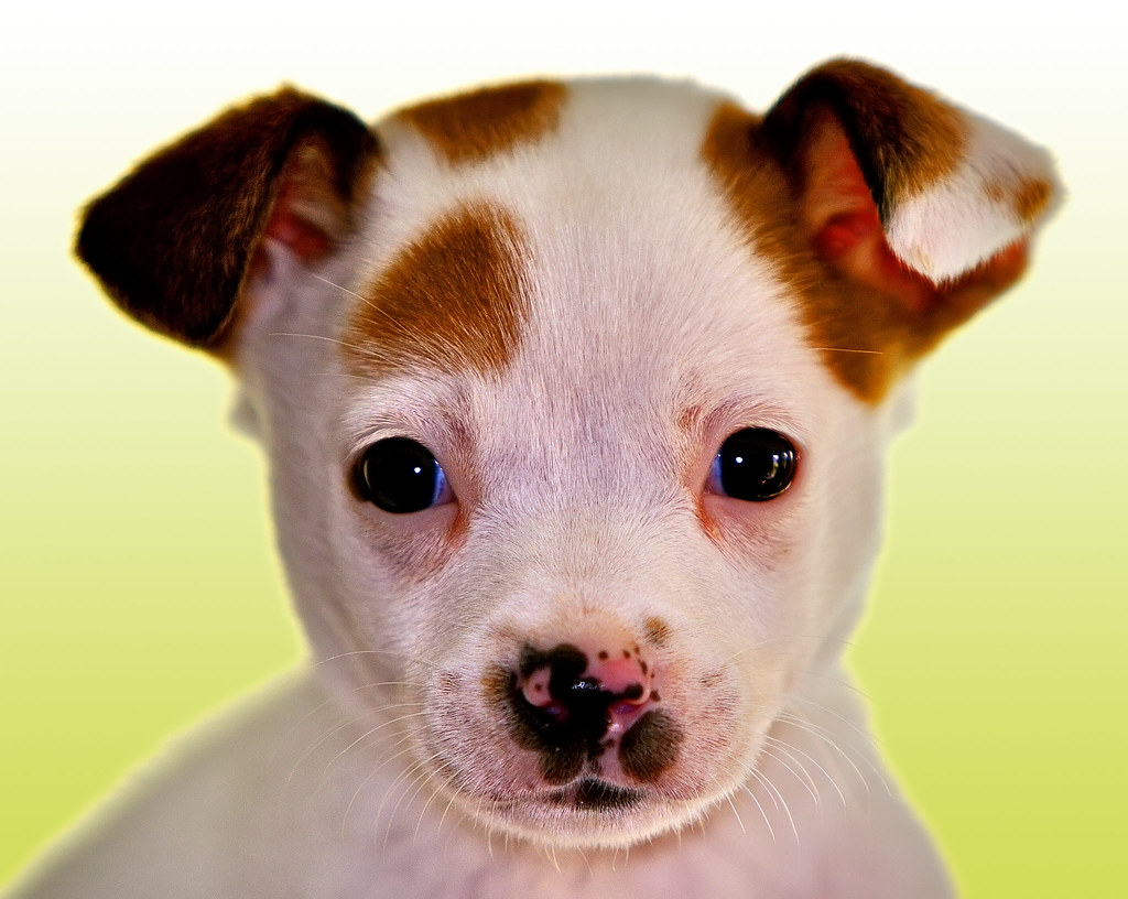 Poi Dog Hawaiian Poi Dog; They say they're tasty. Bill Adams Flickr