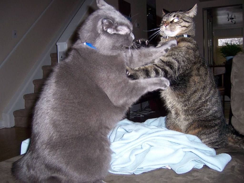 cat fight anji barton Flickr