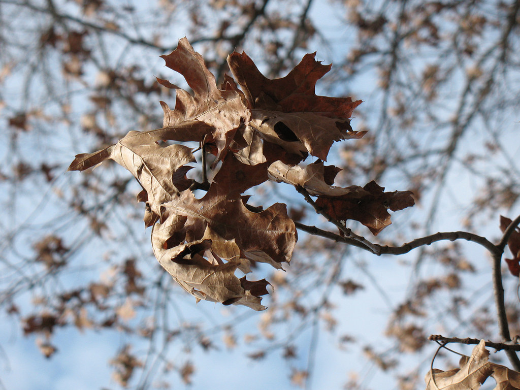leaves1 some oak leaves in Oshners park Baraboo Wi